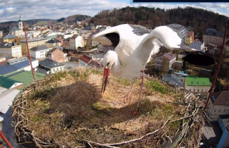 Obraz podglądu z kamery internetowej Storks Trutnov